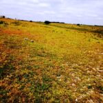 Kitengela-plots-for-sale_Thorn_Groove_area.03