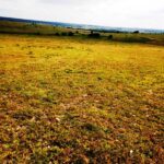 Kitengela-plots-for-sale_Thorn_Groove_area.04