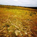 Kitengela-plots-for-sale_Thorn_Groove_area.06