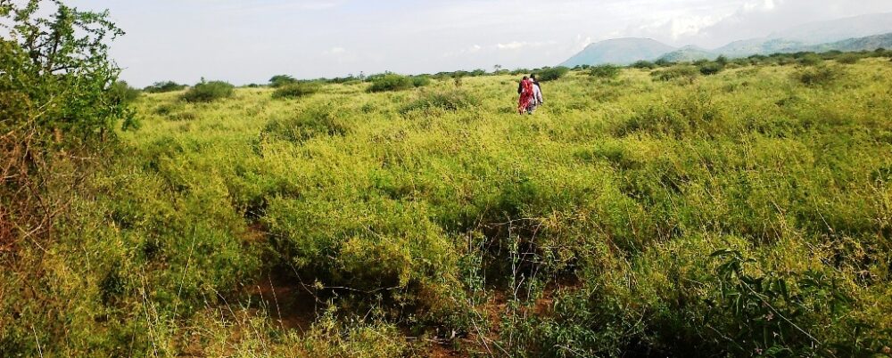 Kajiado-land-for-sale_Kilonito_1