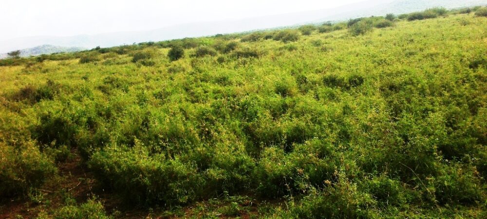 Kajiado-land-for-sale_Kilonito_2