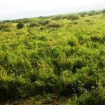 Kajiado-land-for-sale_Kilonito_2