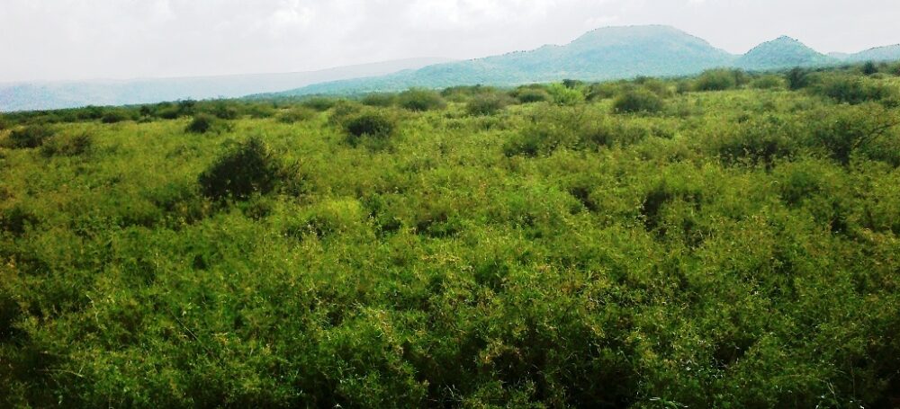 Kajiado-land-for-sale_Kilonito_3