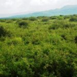 Kajiado-land-for-sale_Kilonito_3