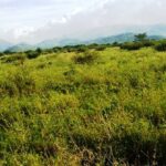 Kajiado-land-for-sale_Kilonito_4