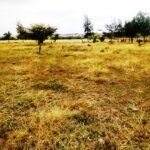 Kisaju_Kitengela-Land-for-sale_004