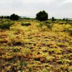 Kitengela_Chuna_II-plots-for-sale_2