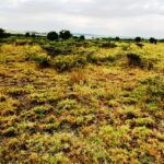 Kitengela_Chuna_II-plots-for-sale_3