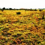 Kitengela_Chuna_II-plots-for-sale_4