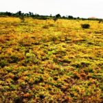 Kitengela_Chuna_II-plots-for-sale_5