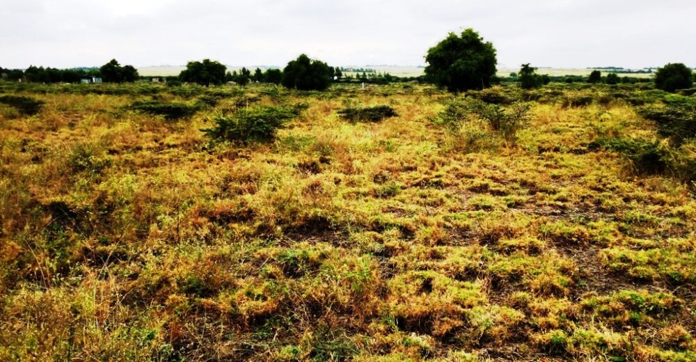 Kitengela_Chuna_II-plots-for-sale_6