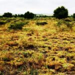 Kitengela_Chuna_II-plots-for-sale_6