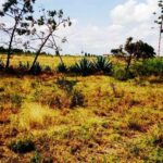 Kitengela_Korompoi-plots-for-sale.5