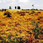 Kitengela_Korompoi-plots-for-sale.6