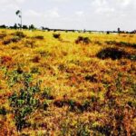 Kitengela_Korompoi-plots-for-sale.7