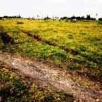 Kitengela_Milimani-plots-for-sale_21