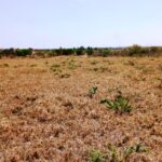 Kitengela_Milimani_50X100_plots_for_sale.1