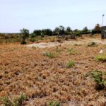 Kitengela_Milimani_50X100_plots_for_sale.3