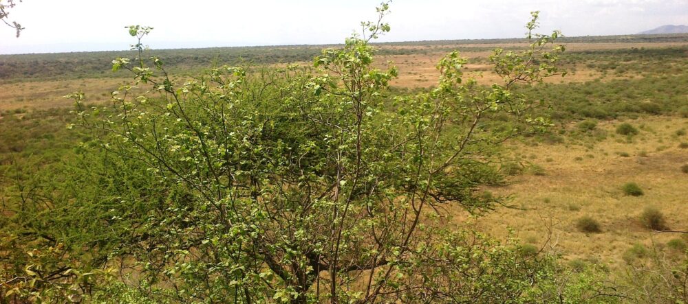 Kajiafo_County_Land_for_Sale.img03