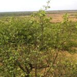 Kajiafo_County_Land_for_Sale.img03