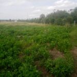 Land_for_sale_olturoto_kitengela.img01