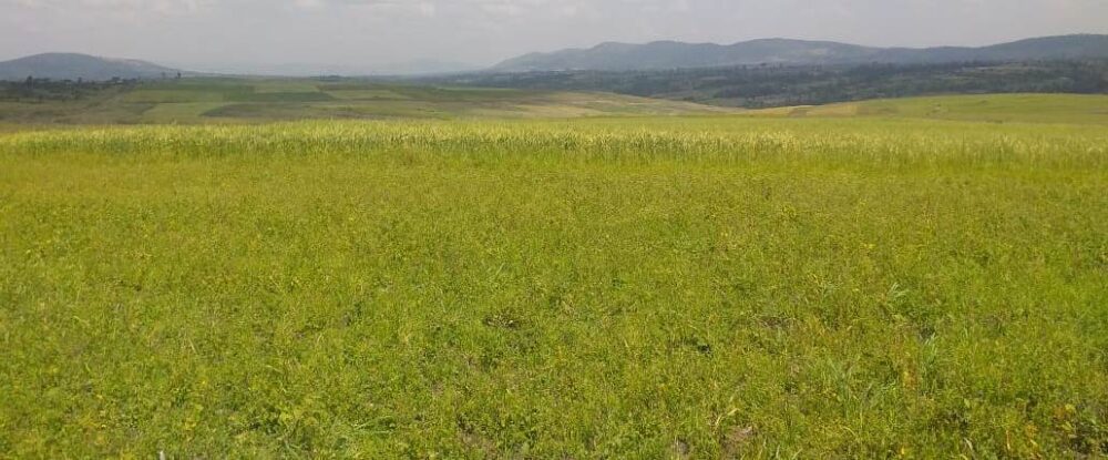 Narok_Land_for_sale.img10