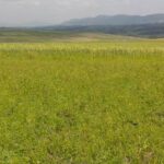 Narok_Land_for_sale.img10