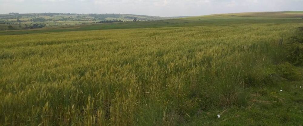 Narok_Land_for_sale.img11