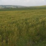 Narok_Land_for_sale.img11