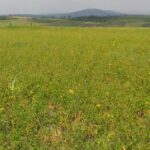 Narok_Land_for_sale.img2