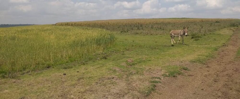 Narok_Land_for_sale.img4