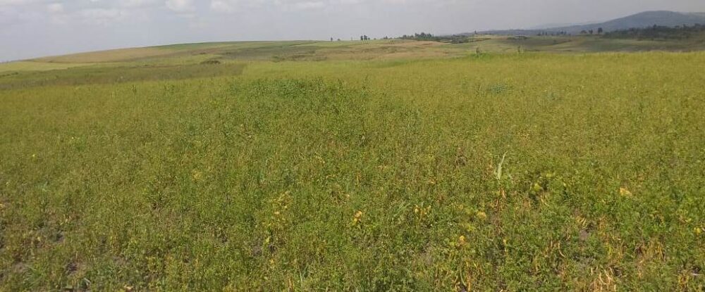 Narok_Land_for_sale.img7