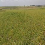 Narok_Land_for_sale.img7