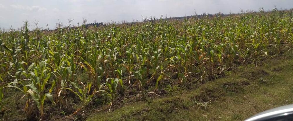 Narok_Land_for_sale.img8