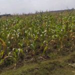 Narok_Land_for_sale.img8