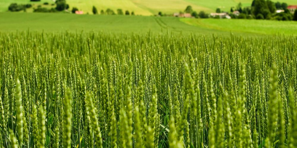 wheat farm.2