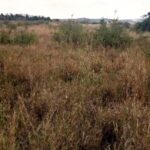 Ngelani_Land_For_Sale.05