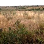 Ngelani_Land_For_Sale.09