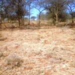 Mashuru_land_for_sale.003