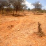 Mashuru_land_for_sale.006