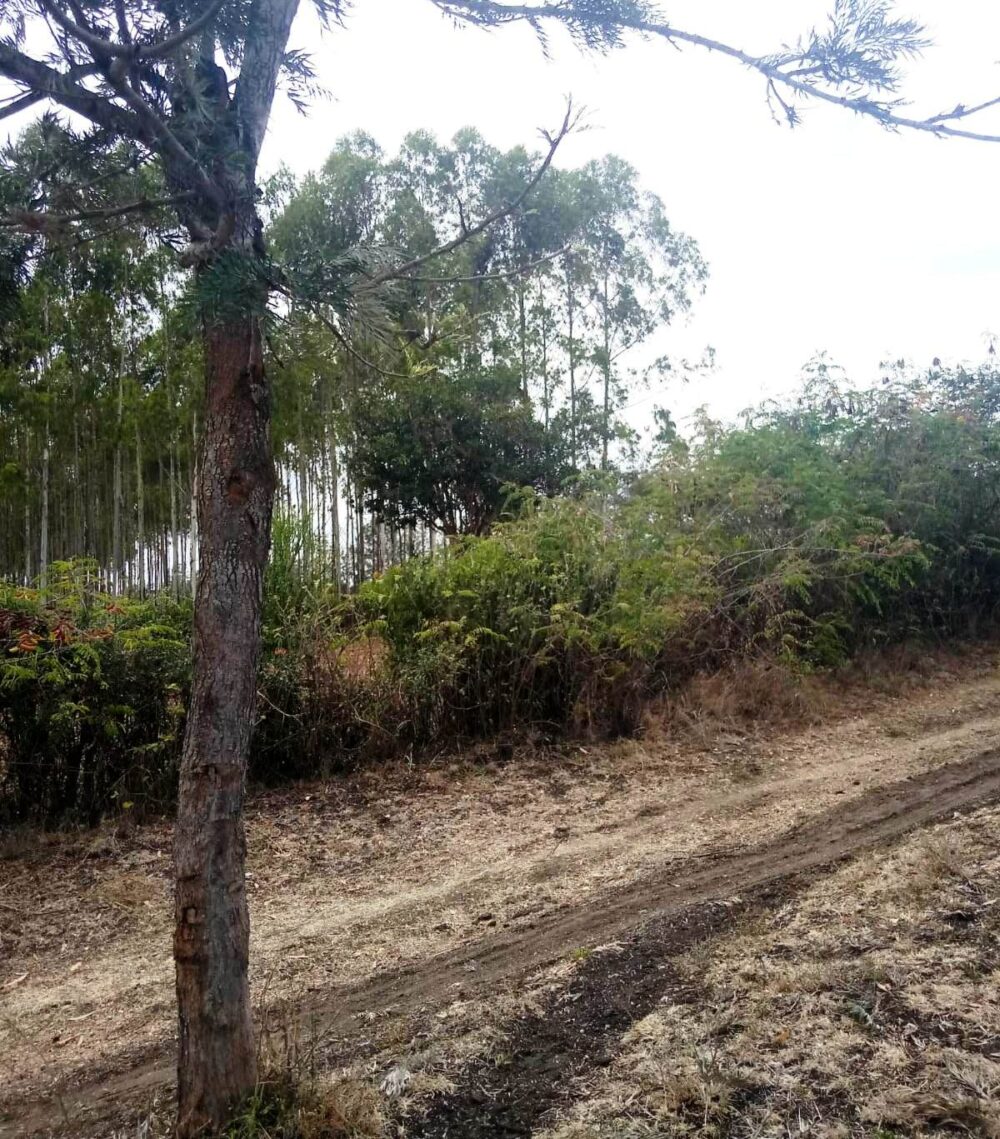 Kipeto_Birika_Land_for_sale.04