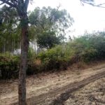 Kipeto_Birika_Land_for_sale.04